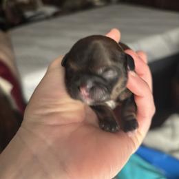 Boy 1 - Chocolate and tan male Shih Tzu puppy in Dunlap, Tennessee from Beards of Glory