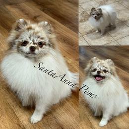 Pomeranian puppies from SantaAnna Pomeranians