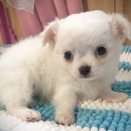 Chihuahuas from Precious Petite Puppies