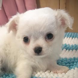 Chihuahuas from Precious Petite Puppies