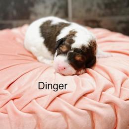 Dinger - Sable female Bernedoodle puppy in Pasco, Washington from Camp Doodle Woods