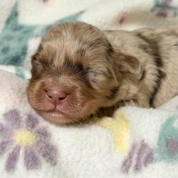 Mallorie - Red merle female Aussiedoodle puppy in Warrensburg, Missouri from Dreamer Ridge Puppies