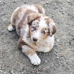 Tom - Red merle male Australian Shepherd puppy in Cottage Grove, Oregon from Farmstead Aussies