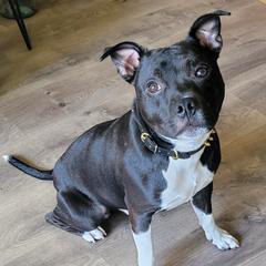 zion - Staffordshire Bull Terrier