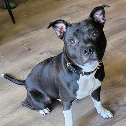 zion - Staffordshire Bull Terrier