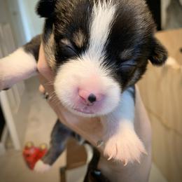 Boy 1 - Black and tan Pembroke Welsh Corgi puppy in Cumming, Georgia from Carter’s Corgis LLC