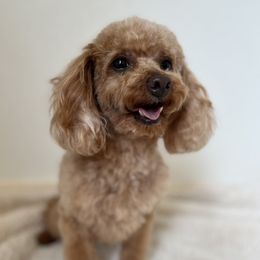 Peppi - Poodle