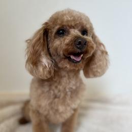 Peppi - Poodle