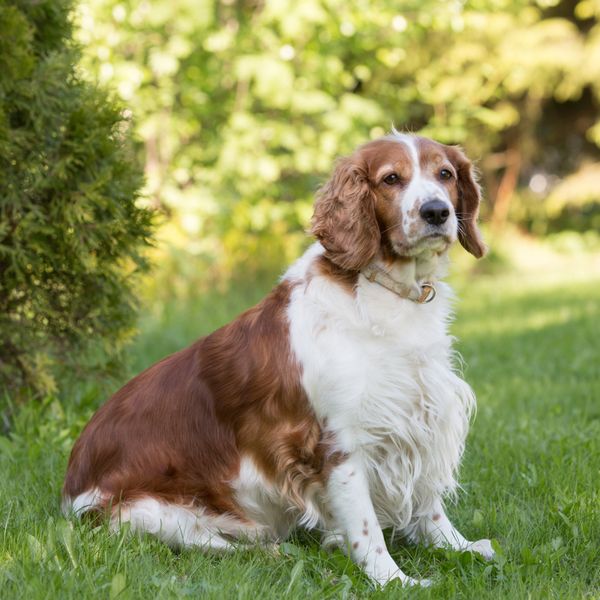 Welsh Springer Spaniel