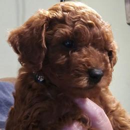 Copper - Red  male Poodle puppy in Windom, Texas from Wild Farm Puppies