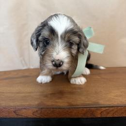 XO - Blue merle male Aussiedoodle puppy in Eastland, Texas from H5 Mini Doodles
