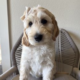 Cindough-rella - Cream female Labradoodle puppy in Lubbock, Texas from Lucky Labradoodles