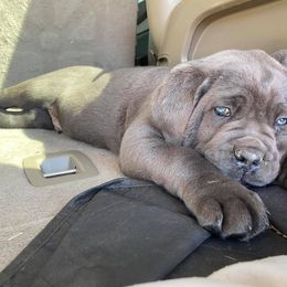 Cane Corso Puppies from Killing Joke Cane Corsos