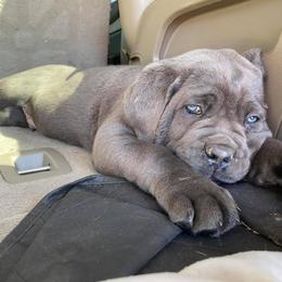 Cane Corso Puppies from Killing Joke Cane Corsos