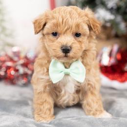 Cavapoo, Cockapoo, Maltipoo, and Poodle Puppies from My Doodle Puppy