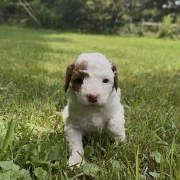 Rose - Parti female Poodle puppy in New Milford, Pennsylvania from Cross's Poodle Puppies