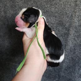 Green collar - Black white and brown male Basset Hound puppy in Alton, Illinois from Show Me Great Danes and Basset Hounds