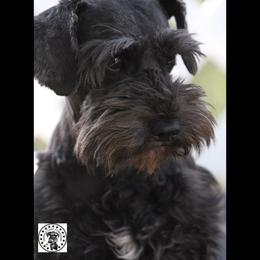 Nina - Miniature Schnauzer