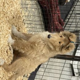 Collie Puppies from Larkspur Collies