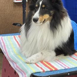 Shetland Sheepdog Puppies from Double Dare Shelties