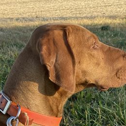 Winston - Vizsla
