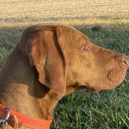 Winston - Vizsla