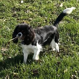 Willow - Cavalier King Charles Spaniel