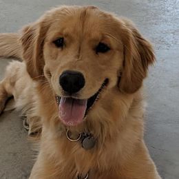 Golden Retrievers and Labrador Retrievers from Pilot Dogs