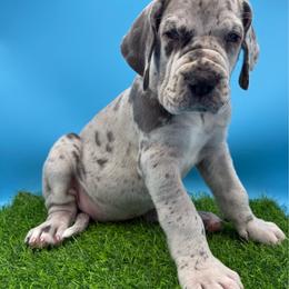 Scuttle - Merle female Great Dane puppy in Grand Junction, Colorado from Top Brackett Danes