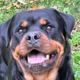 Maggie - Rottweiler