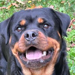 Maggie - Rottweiler
