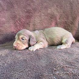 Boy 1 - Chocolate and tan male Dachshund puppy in Choctaw, Oklahoma from TS Performance Horses & Dachshunds