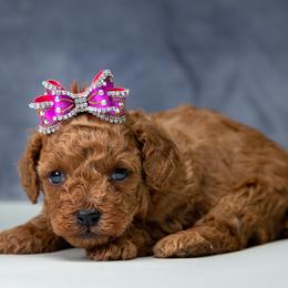 Missy - Red  female Poodle puppy in Weston, Florida from Miami Toy Poodles