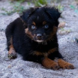 Snickers - Miniature Australian Shepherd