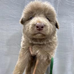 Boy 3 - Isabella male German Shepherd puppy in Pelham, North Carolina from P & P Shepherds