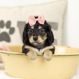 Black and cream - Black and cream female Dachshund puppy in Seminary, Mississippi from Down South Mavericks Dachshunds