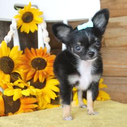 Chihuahua Puppies from My Fuzzy Chihuahuas