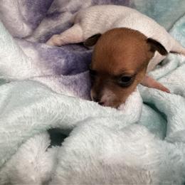 Girl 2 - White and tan female Toy Fox Terrier puppy in Briggs, Texas from TAC Team Kennels