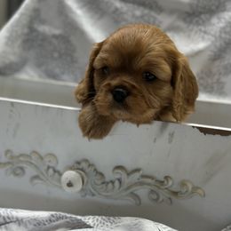 Cavalier King Charles Spaniel and Labrador Retriever Puppies from Happy Tails Kennel