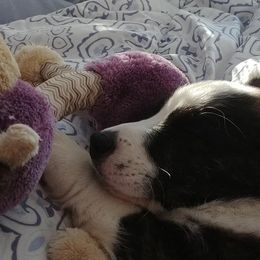 Cardigan Welsh Corgi Puppies from Dragonfly Cardigans