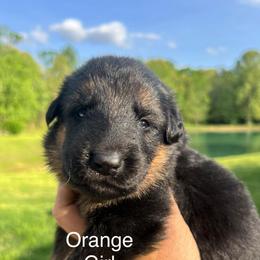 Orange - Black and tan female German Shepherd puppy in Grand Rivers, Kentucky from Von Frieden German Shepherds LLC