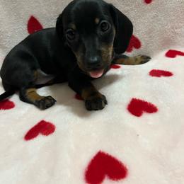 Amy - Black and tan female Dachshund puppy in Springfield, Tennessee from Savannah’s Doxie Palace