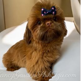 Muffin - Shih Tzu
