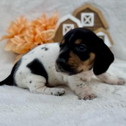 Joey - Piebald male Dachshund puppy in Colbert, Oklahoma from Brooke Crenshaw