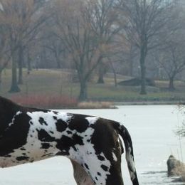 Great Danes from Ohana Danes