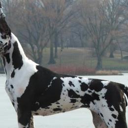 Great Danes from Ohana Danes