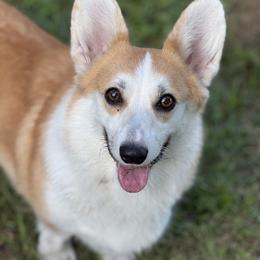 Sunny - Pembroke Welsh Corgi