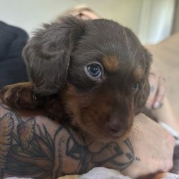 AKC Chocolate and Tan Girl - Chocolate female Dachshund puppy in Proctor, Montana from Blue Star Dachshunds