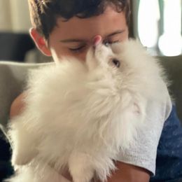 Pomeranian Puppies from Florida Loyals Pomeranian Breeder