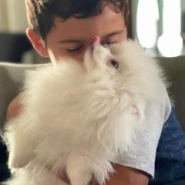 Pomeranian Puppies from Florida Loyals Pomeranian Breeder